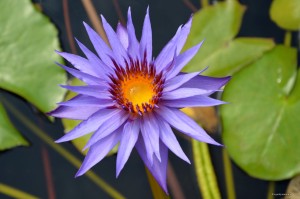 Nymphaea „Rhonda Kay” - lilia wodna tropikalna