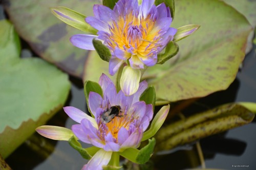 Nymphaea 'Nang Kwag Fah'