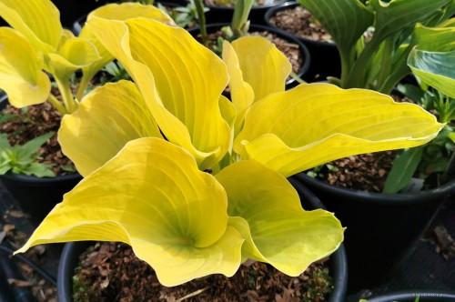Hosta "Gabriel's Horn"