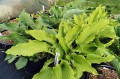 Hosta "Shimmy Shake"