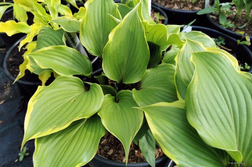 Hosta "Secret Treasure"
