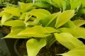 Hosta "Sunny Halcyon"