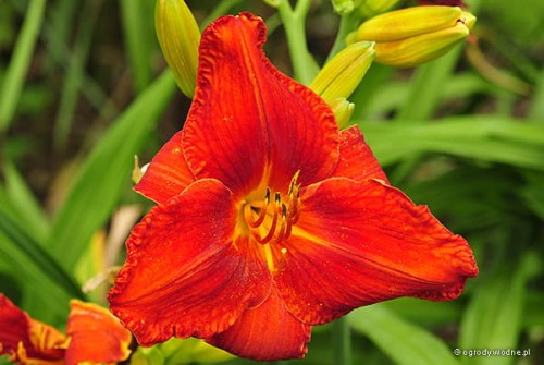 Hemerocallis „Genowefa”