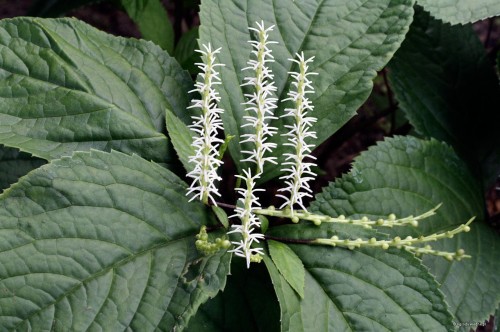 Chloranthus japonicus, fot. ER