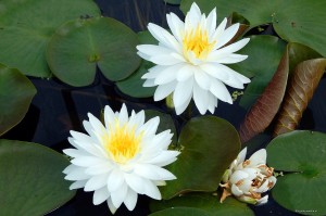 Nymphaea „Snowflake” - lilia wodna, grzybień 
