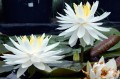 Nymphaea "Snowflake" fot. DM