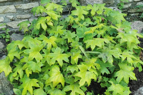 Peltoboykinia tellimoides