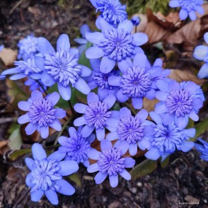 Hepatica "Konny Greenfield" - przylaszczka 