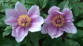Paeonia cambessedesii, fot. ER