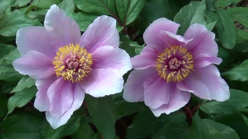 Paeonia cambessedesii, fot. ER