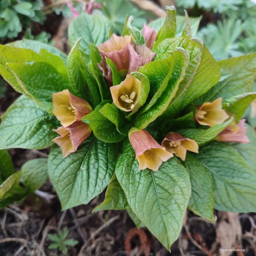 Scopolia carniolica, fot. ER