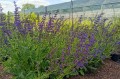 Salvia pratensis