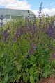 Salvia pratensis
