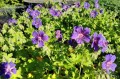 Geranium magnificum "Wisley Variety"