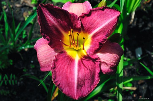 Hemerocallis „Bałtyk”