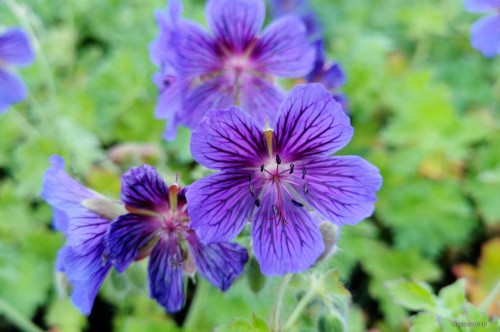 Geranium magnificum "Wisley Variety"