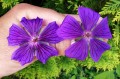Geranium magnificum: "Wisley Variety" po lewej, czysty gatunek po prawej