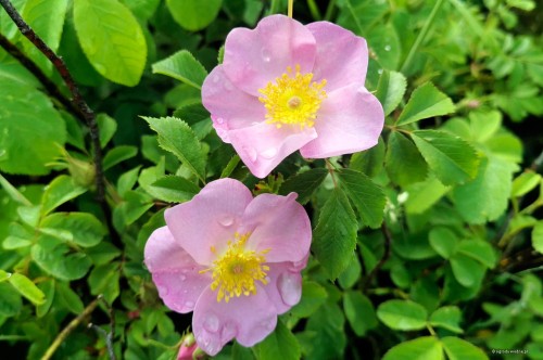 Rosa gallica