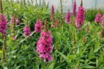 Lythrum salicaria "Robert" - krwawnica pospolita "Robert"
