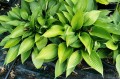 Hosta "Incoming"
