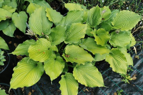 Hosta "Lakeside Full Tide"