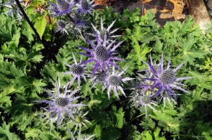 Eryngium x zabelii "Big Blue" - mikołajek