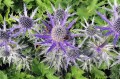 Eryngium x zabelii "Big Blue"