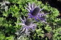 Eryngium x zabelii "Big Blue"