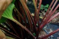 Hosta "Holar Garnet Crow"
