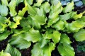 Hosta "Holar Garnet Crow"