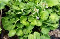 Hosta "Nippers"