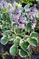 Hosta "Lakeside Circle O"