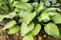 Hosta "Petticoat Junction"