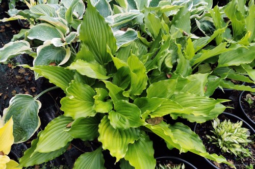 Hosta "Stimulation"