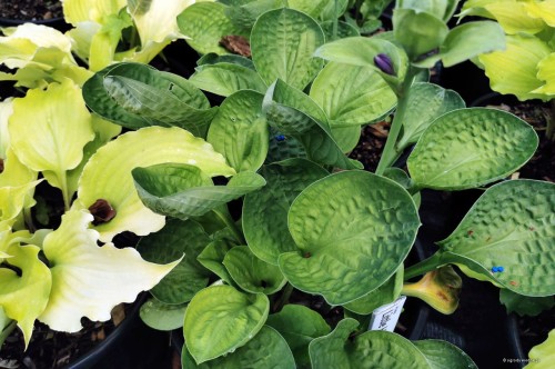 Hosta "Little Hobber"