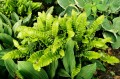 Phyllitis scolopendrium „Crispa”
