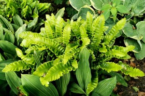 Phyllitis scolopendrium „Crispa” -  języcznik zwyczajny 