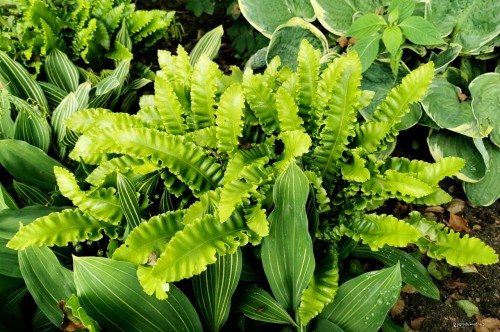 Phyllitis scolopendrium „Crispa”