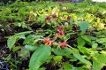 Epimedium x omeiense "Akame"