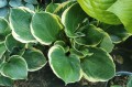 Hosta "Bailey's Cream"