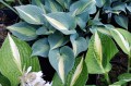 Hosta „Catherine”