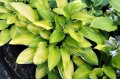 Hosta "Hasta Manana"