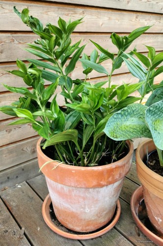 Disporopsis arisanensis w 15-litrowej donicy na tarasie