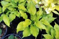 Hosta "Funny Bones"