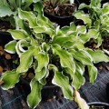 Hosta "Let's Twist Again"
