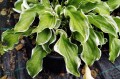 Hosta "Let's Twist Again"