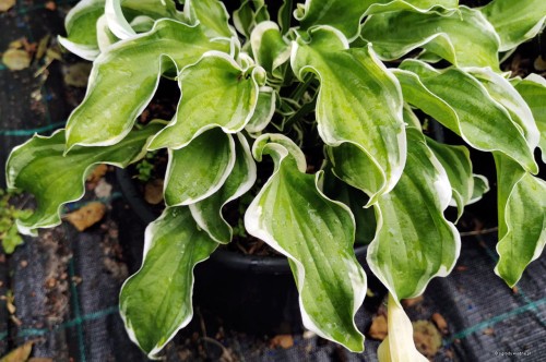 Hosta "Let's Twist Again"