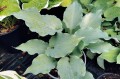 Hosta "Skywriter"