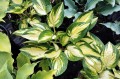 Hosta "Light of Day"