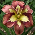 Hemerocallis "Spacecoast Behavior Pattern"